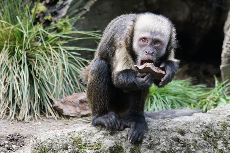 monkey monkeys eat animal animals eating zoo animal jungle forest