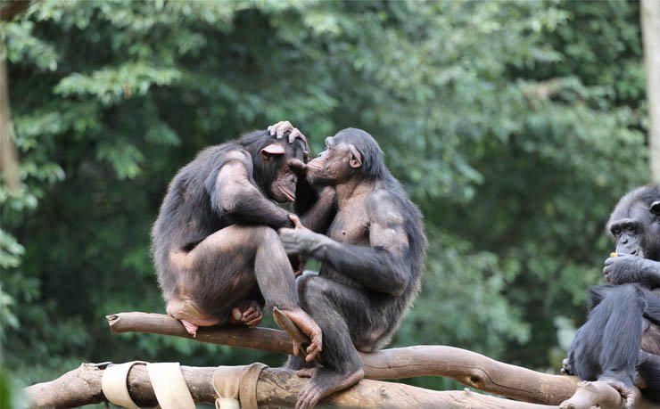 monkeys gorilla chimpanzee animals monkey  play playing brach zoo jungle animal forest