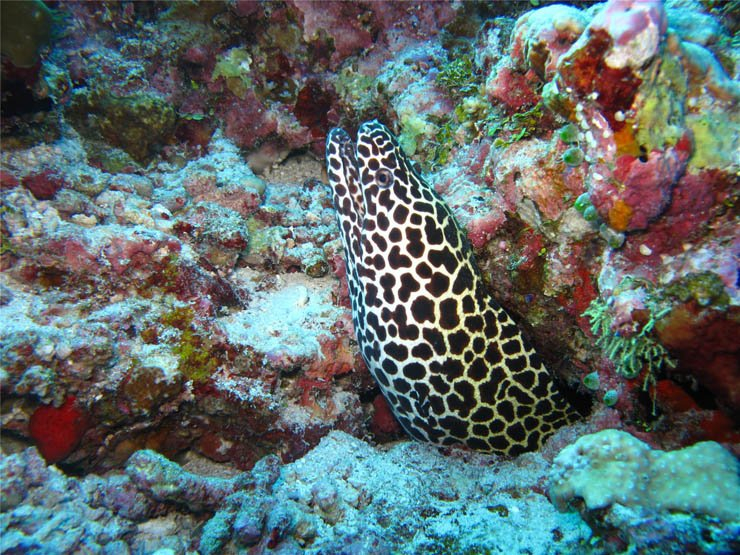 moray eel fish coral reef tank ocean under water underwater