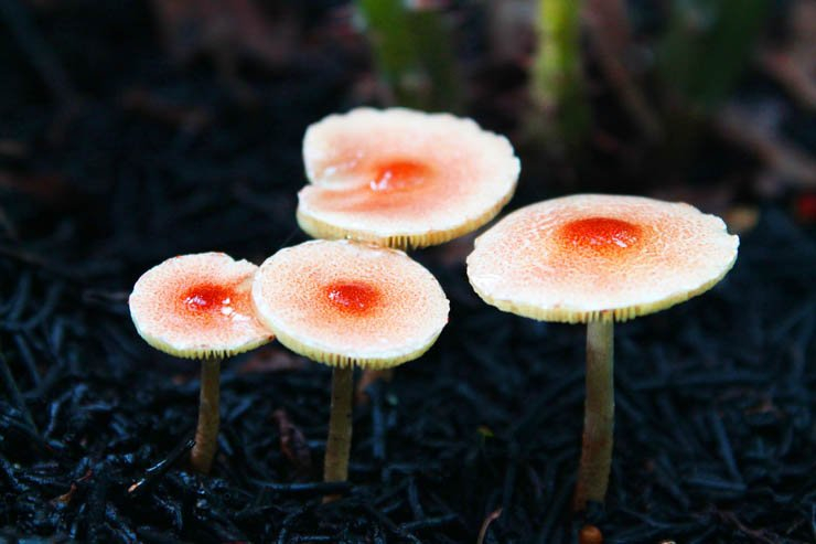 mushroom plant plants nature