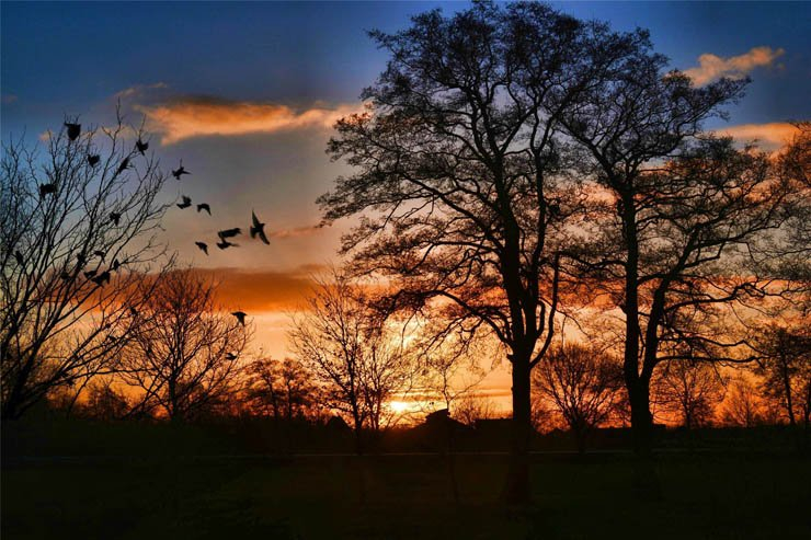 nature natural sky bird birds tree trees sunset forest