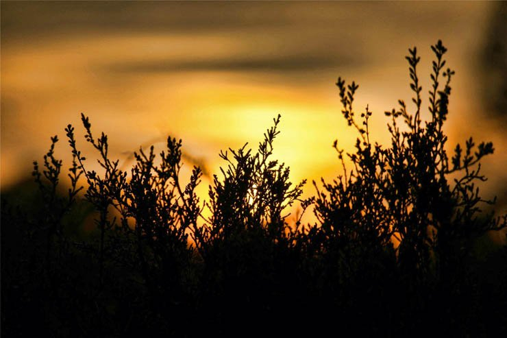 nature natural sky plant plants sunset evening