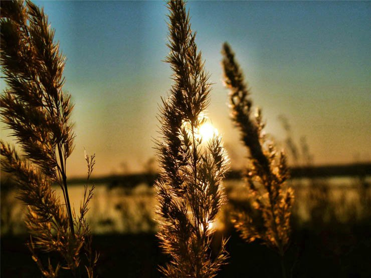 nature natural sky sunset sun barley wheat plant plants evening