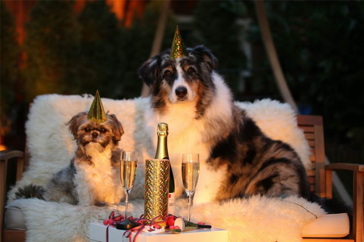 new years day happy celebration celebrate friend friends alcohol champagne dog dogs animal animals pet pets