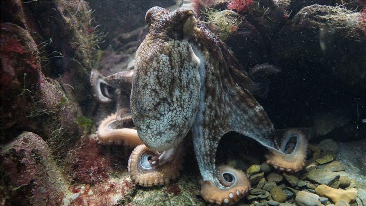 octopus ocean sea fish under water underwater tank