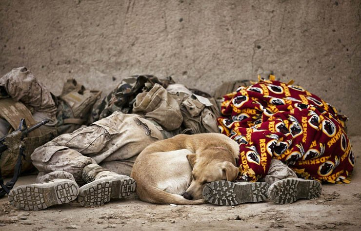 old man men homeless street dog sleep