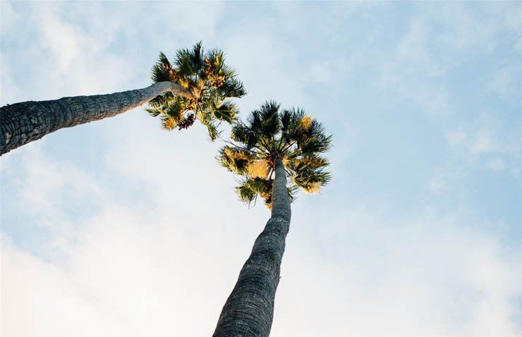 palm trees high sky cloud
