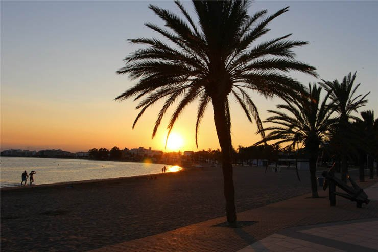 palm trees sunset sky sun beach shore couples romantic sand tree trees natural