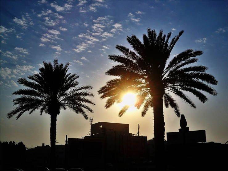 palm trees sunset sun sky buildings building tree trees