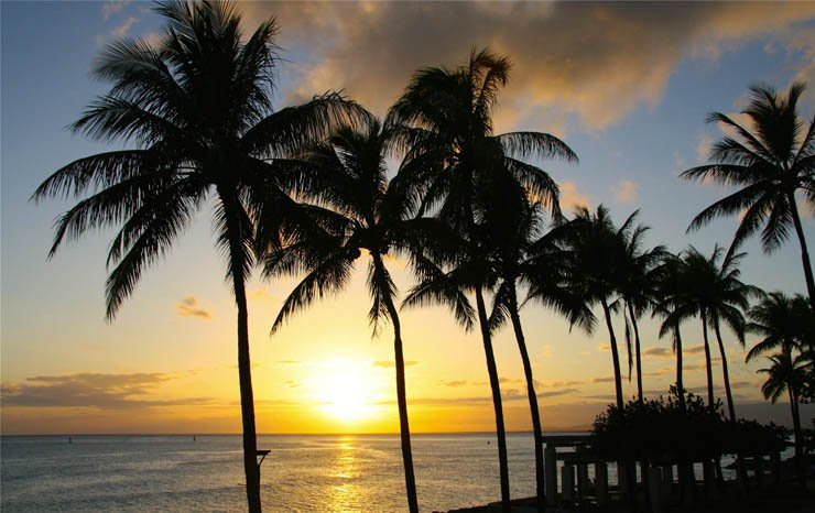 palm trees sunset sun sky tree trees natural