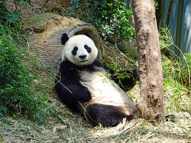 panda tree trunk sit sitting zoo animal jungle natural