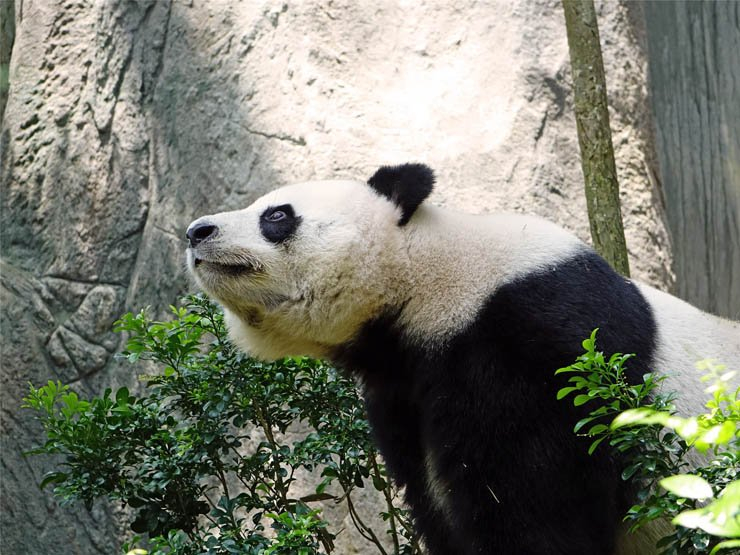 panda zoo animal jungle park