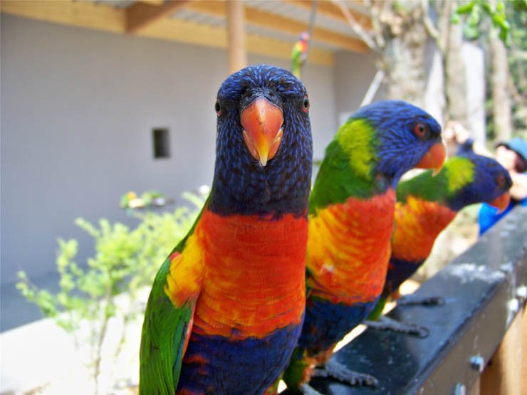 parrot colorful bird beautiful nature natural zoo