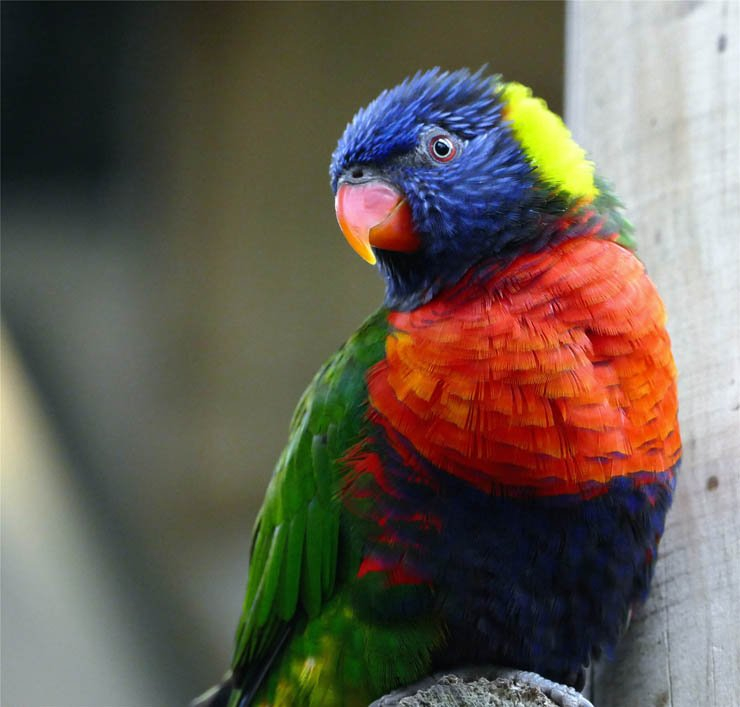 parrot colorful bird nature animal