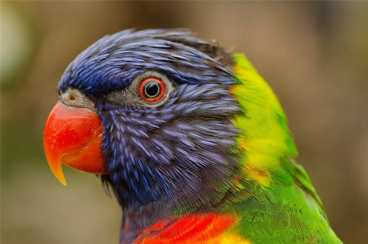 parrot face colorful feather bird birds zoo