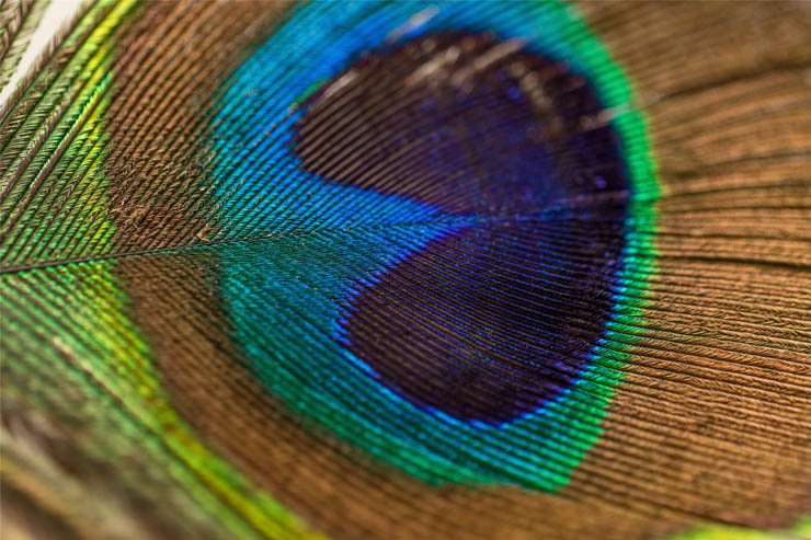 peacock feather close closeup up feathers bird birds