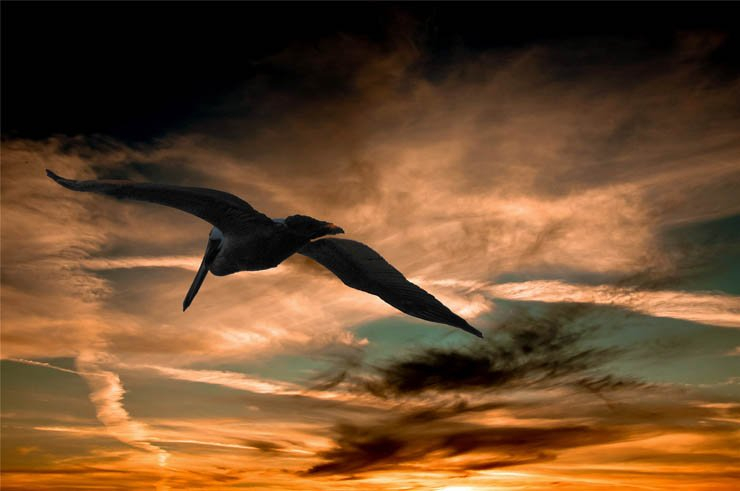 pelican bird birds sky fly flying high sun sunset