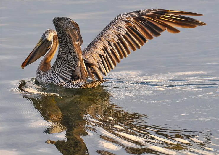 pelican bird birds water river lake swim swimming