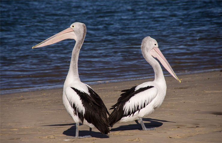 pelicans swim swimming lake beach sea ocean bird birds