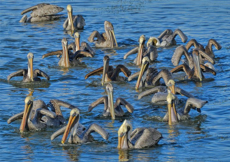 pelicans swimming swim lake group river water bird birds