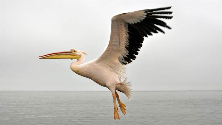 pelikan fly flying bird birds water lake sea ocean