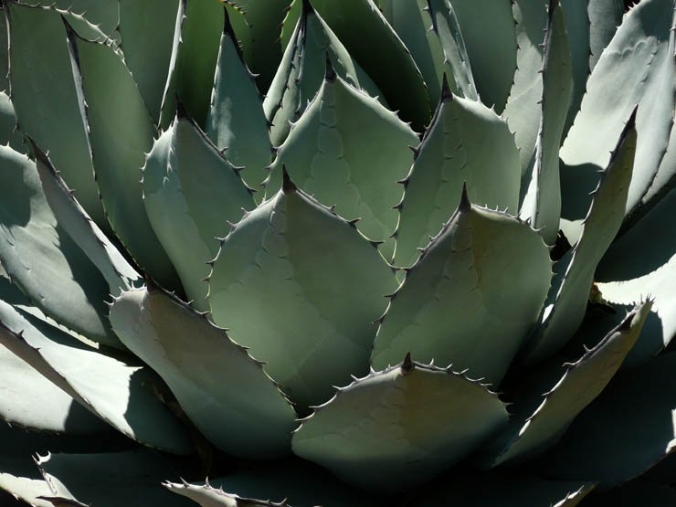 pita cactus desert plant plants
