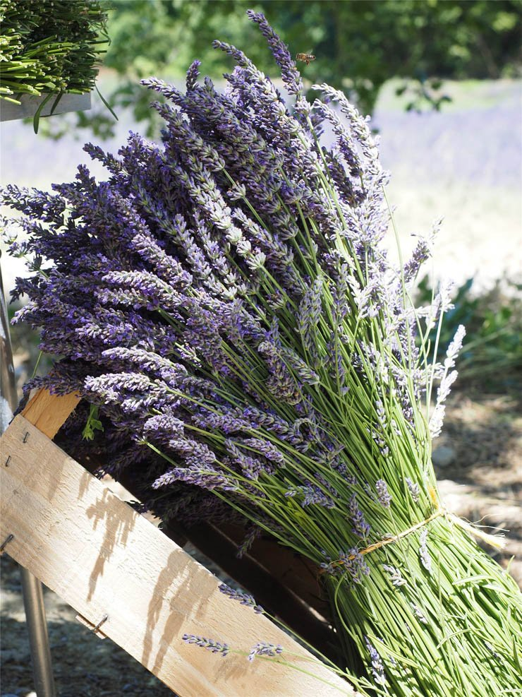 plant plants purple collect harvest healthy health food