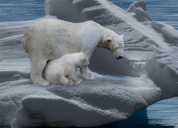 polar bear ice snow snowy water lake winter frozen freeze animal animals