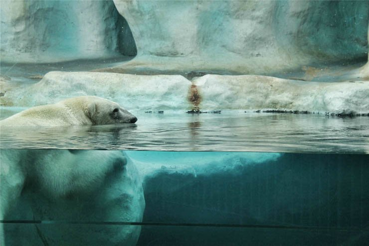 polar bear water swim swimming animal animals ice snow snowy zoo winter