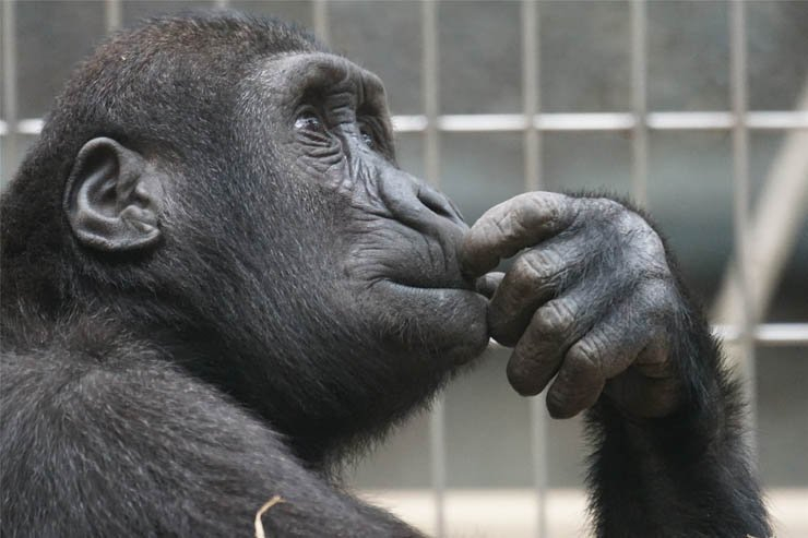 primate monkey animal animals zoo think thinking jungle forest