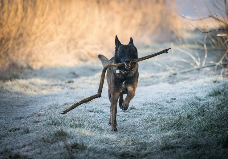 race dog dogs animal animals pet pets stick play run running