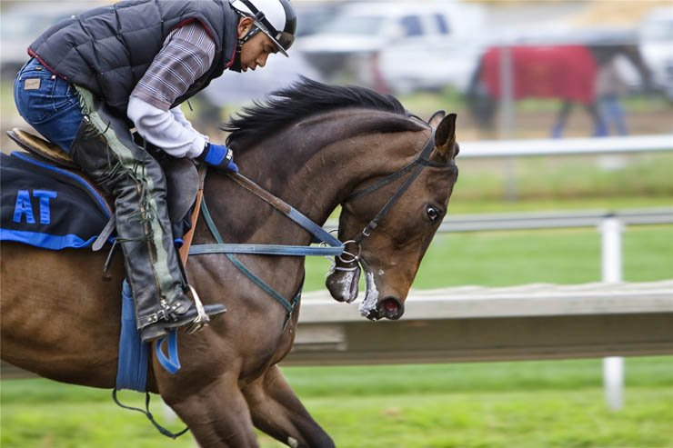 racehorse horse ride riding animal animals sport sports