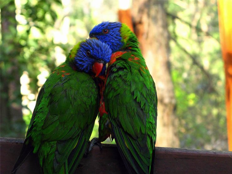 rainbow lorikeet bird birds tree trunk branch sky clear parrot love care zoo