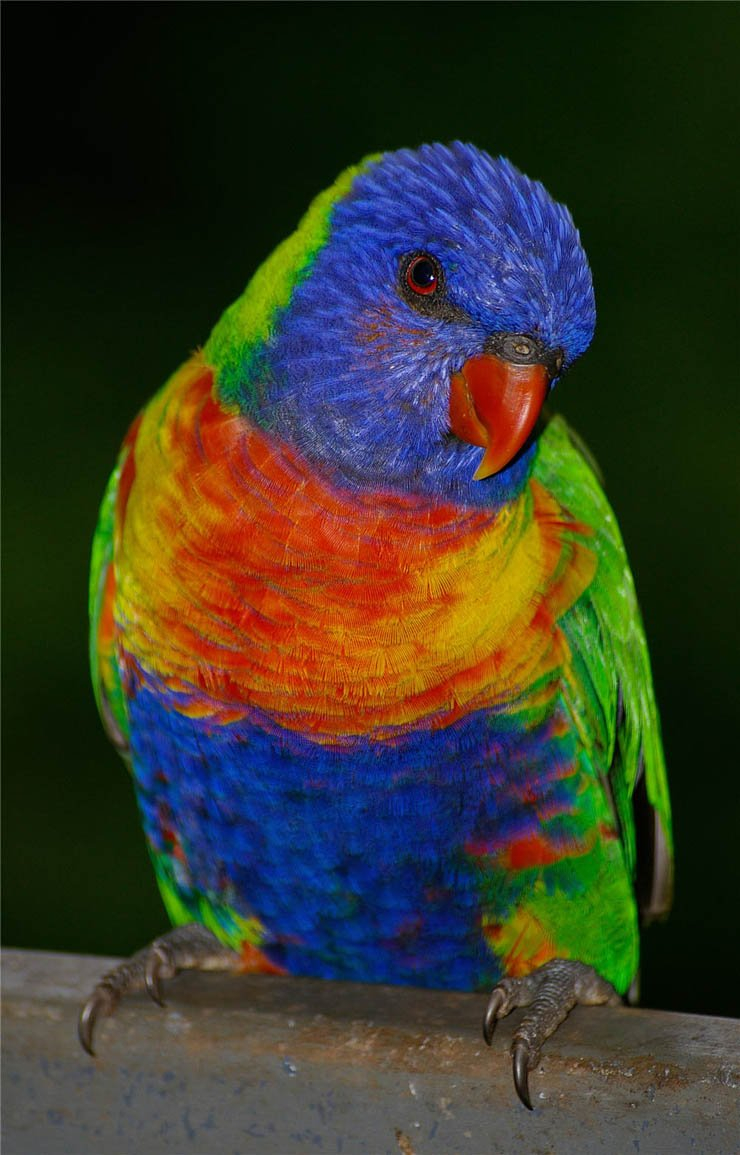 rainbow lorikeet bird birds tree trunk branch sky clear parrot park zoo