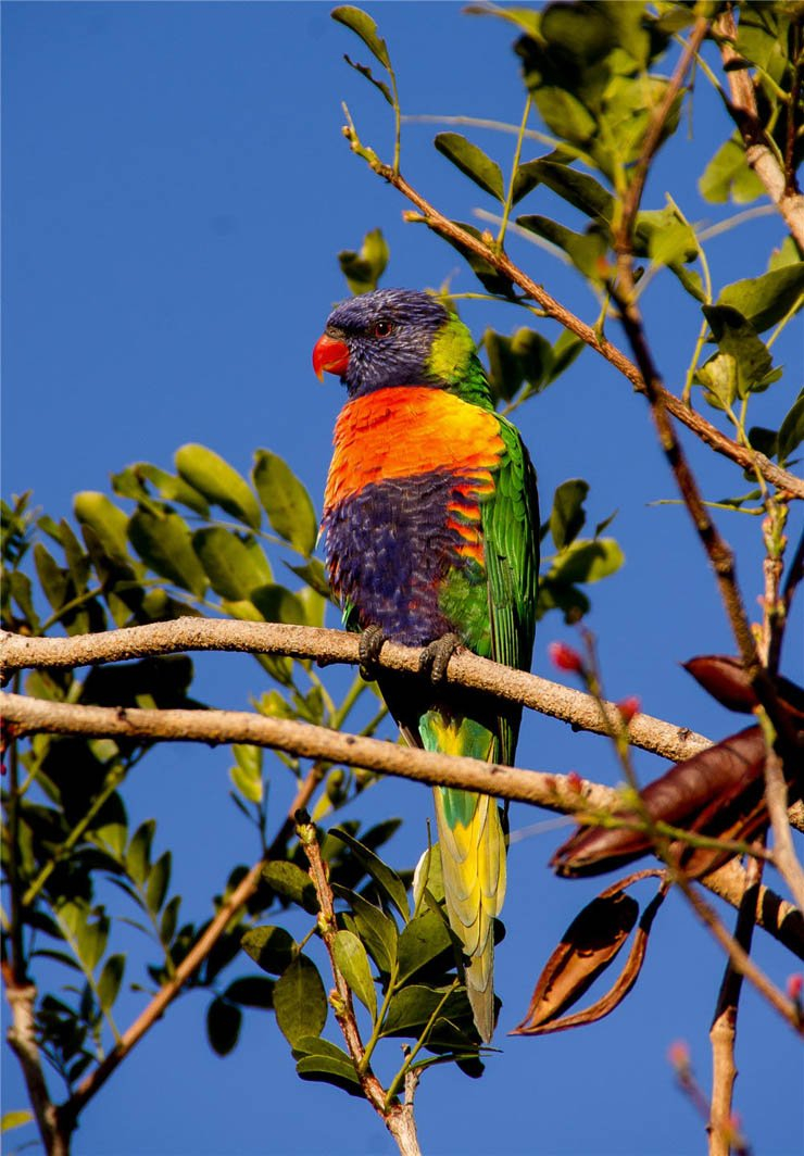rainbow lorikeet bird birds tree trunk branch sky clear parrot zoo fly park flying