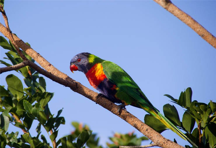 rainbow lorikeet bird birds tree trunk branch sky clear parrot zoo park