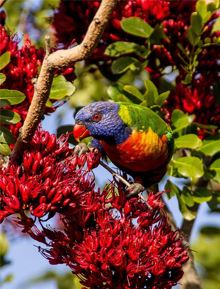 rainbow lorikeet bird birds tree trunk branch sky clear parrot zoo park flower