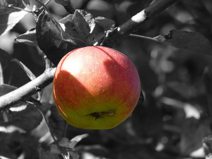 red apple tree black white fruit food health healthy farm fruits