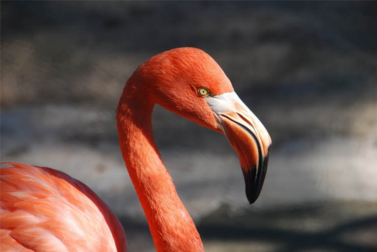 red flamingo bird birds zoo forest