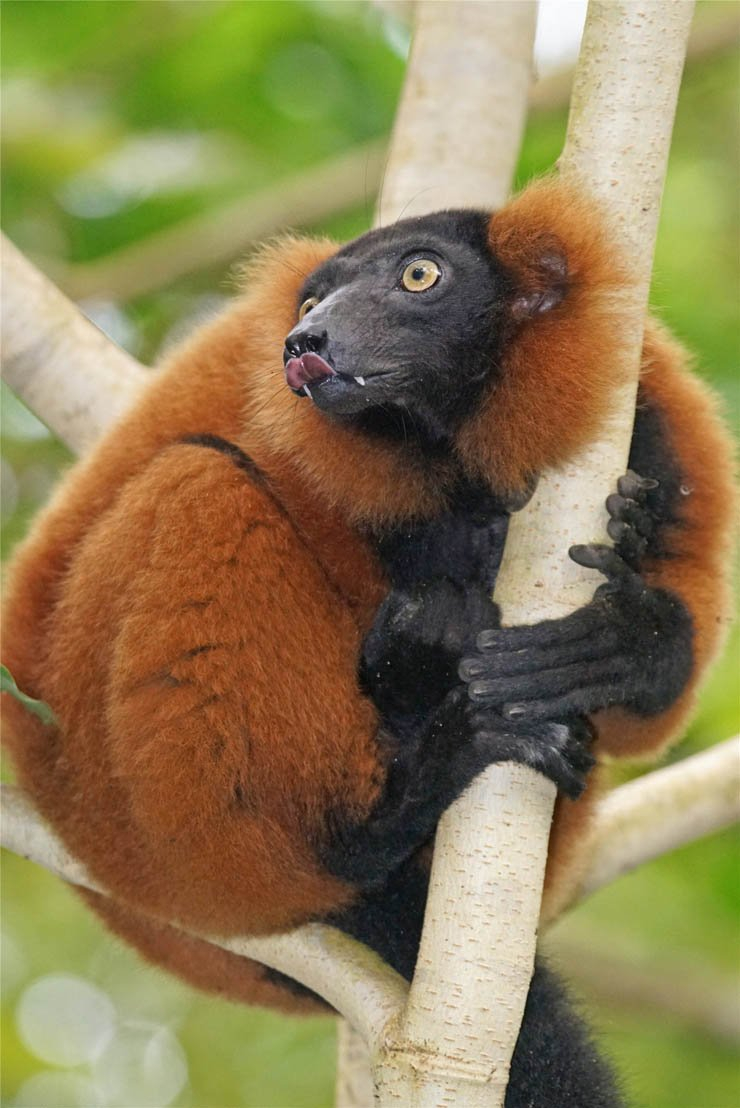 red lemur zoo forest animal animals tree