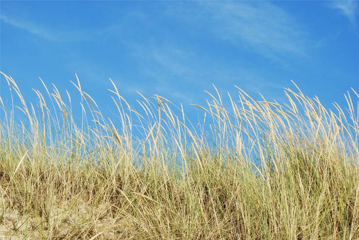 reed grass background tropical beach plant plants
