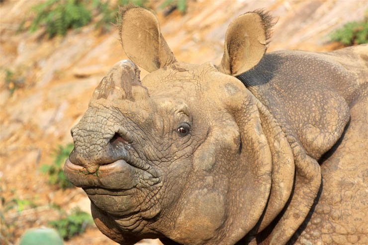 rhino animal animals zoo forest jungle close closeup