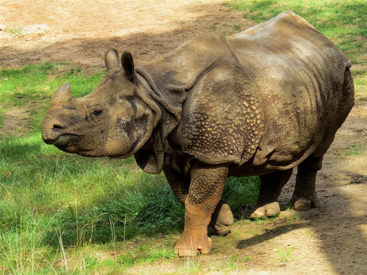 rhino animal animals zoo forest jungle grass walk walking