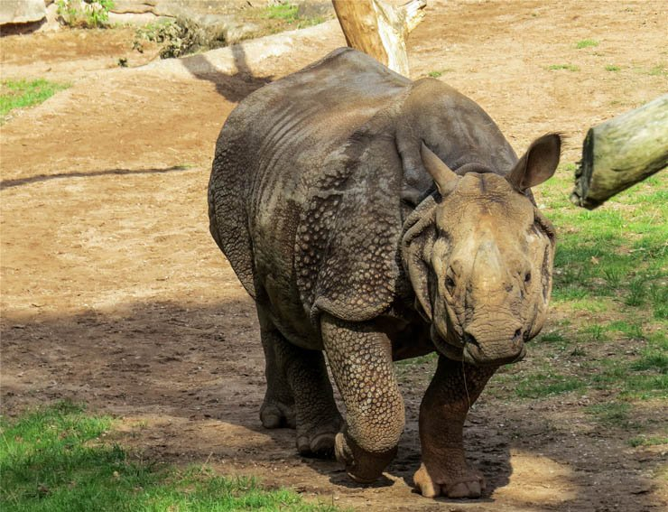 rhino animal animals zoo forest jungle summer sunny