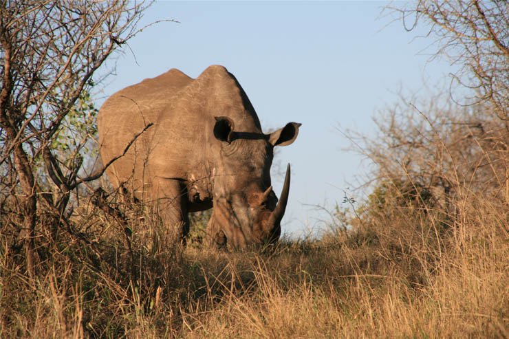 rhino eat animal animals zoo forest jungle