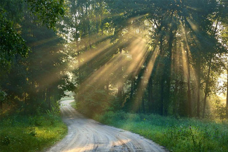 road pathway forest sun ray rays trip