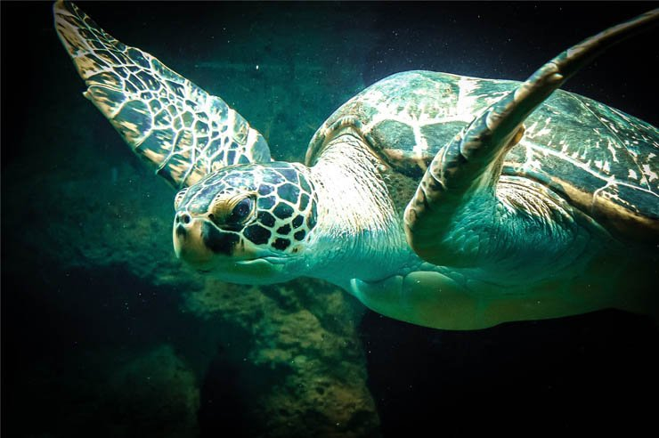 sea turtle turtles ocean water animal