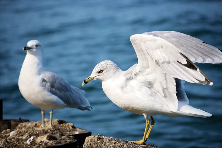 seagulls birds wing wings bird sea ocean rock