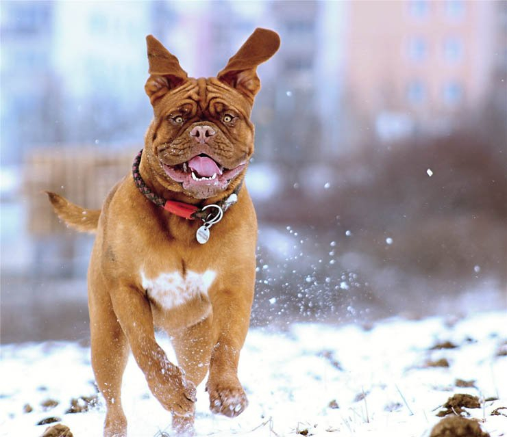 snow happy dog running dogs run animal