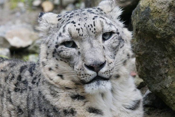 snow leopard leopards animal zoo jungle forest rock